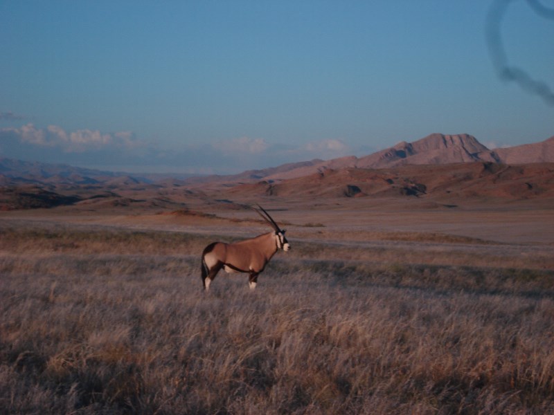  Oryx <p>Oryx antelope</p>