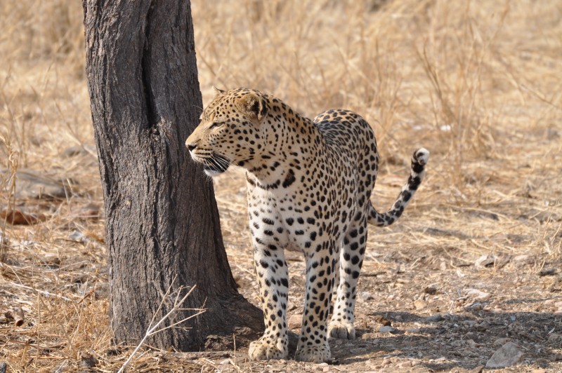 Etosha Leopard