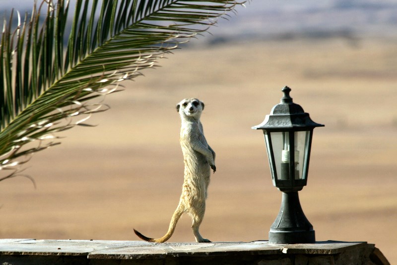  Meerkat <p>A courios meerkat</p>